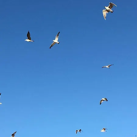 Summer * Fernão Ferro